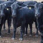 Agricultura aguarda China agendar reunião sobre embargo às exportações de carne