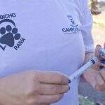 CCZ vai vacinar animais contra a raiva na Praça Ary Coelho nesta terça-feira