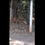 VÍDEO: Acompanhado de filhote, veado é flagrado atravessando rua no Parque dos Poderes