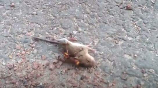 EUA: vídeo chocante mostra vespa ‘assassina’ matando rato em apenas 1 min
