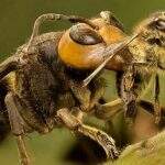 Ninho de vespas assassinas gigantes é encontrado e destruído nos EUA