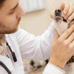 CRMV-MS cobra vacinação em veterinários ‘esquecidos’ no plano de imunização de MS
