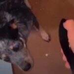 VÍDEO: Mulher joga perfume nos olhos de cachorro da sogra em MS e filma o crime
