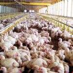 Cidade chinesa diz que encontrou coronavírus em asa de frango congelada importada do Brasil
