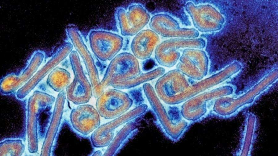 Secretário de Saúde de MS pede precaução após novo vírus ser encontrado na Bolívia