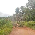 Queda de árvore interdita estrada e deixa moradores do morro do Paxixi sem energia