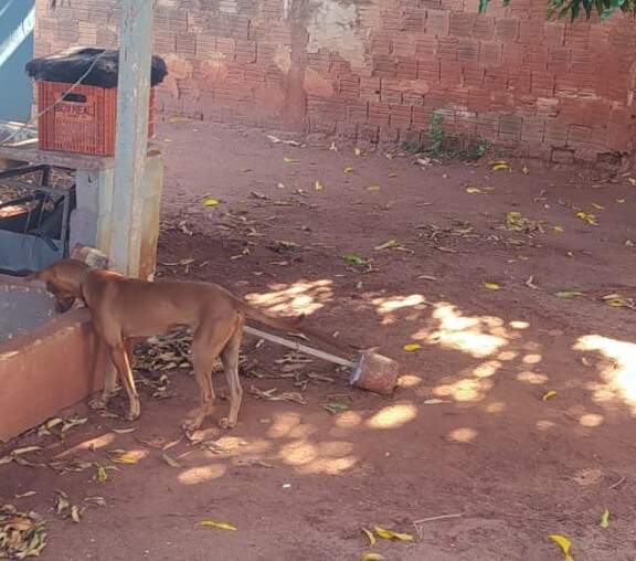 Morador denuncia cachorro preso sem comida e água há uma semana em Campo Grande