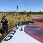 Polícia cumpre mandado de buscas e apreensões após furto milionário de gado nelore em MS