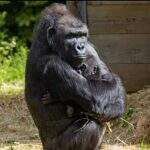 Bebê gorila criado pelo zoológico de Bristol encontra sua mãe substituta