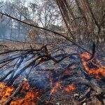 Chamas na região do Nova Campo Grande são exemplos de incêndios frequentes em terrenos