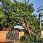Após podas da Energisa, moradora do Aero Rancho teme que árvore caia sobre sua casa
