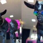Ciumenta? Mini-cabra influencer de Campo Grande ganha irmãos: mini-cavalo, galo, galinha e cadela
