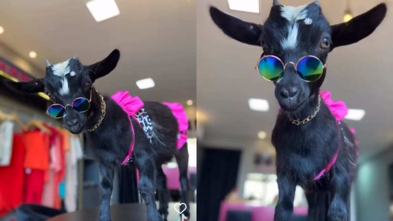 Mini-cabra chanel faz sucesso no Instagram como influencer
