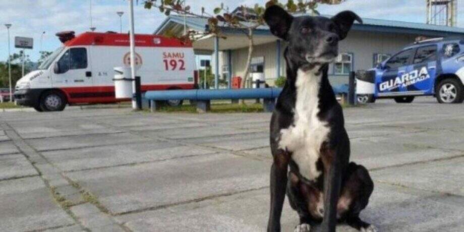 Cachorro que esperava por dono há 2 anos em porta de hospital morre atropelado