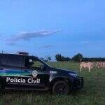 Gerente de fazenda em Campo Grande denuncia furto ao encontrar dois bois carneados 