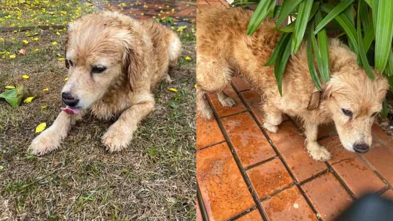 Amarelo foi visto pela última vez no Bairro Jardim dos Estados