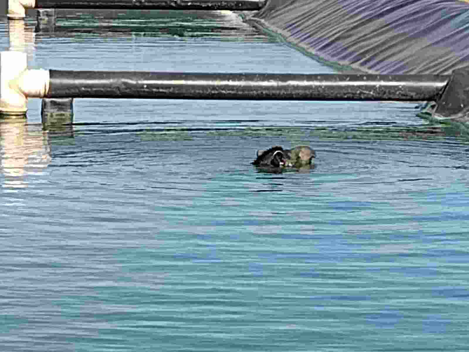 Animal não conseguia sair da lagoa devido à manta impermeabilizante