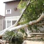 Árvore caída há mais de uma semana ‘expulsa’ família de casa em Campo Grande