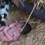 Bebê recém-nascida é encontrada em meio a ninhada de cães