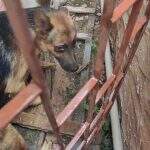 Polícia resgata cachorro abandonado sem comida e água em Campo Grande