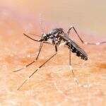 Casos de chikungunya crescem 31% no país e Campo Grande mantém alerta para epidemia