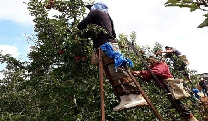 Funtrab ainda tem 900 vagas para indígenas trabalharem nas lavouras de maçãs no sul do país