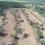 Governo de MS firma termo de cooperação para monitorar desmatamento ilegal