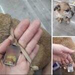 Cachorro boxer que tem cordão com foto de criança aparenta estar perdido em região do Parati