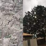 ‘Condenada’, árvore pode cair em três casas e preocupa moradora em Campo Grande