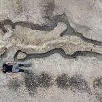 Reino Unido descobre maior fóssil de ‘dragão marinho’
