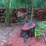 PMA autua dona de fazenda em Bonito em R$ 14,9 mil por degradação e exploração ilegal de madeira