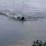 VÍDEO: Ao nadar no Lago do Amor, homem é atacado por jacaré em Campo Grande