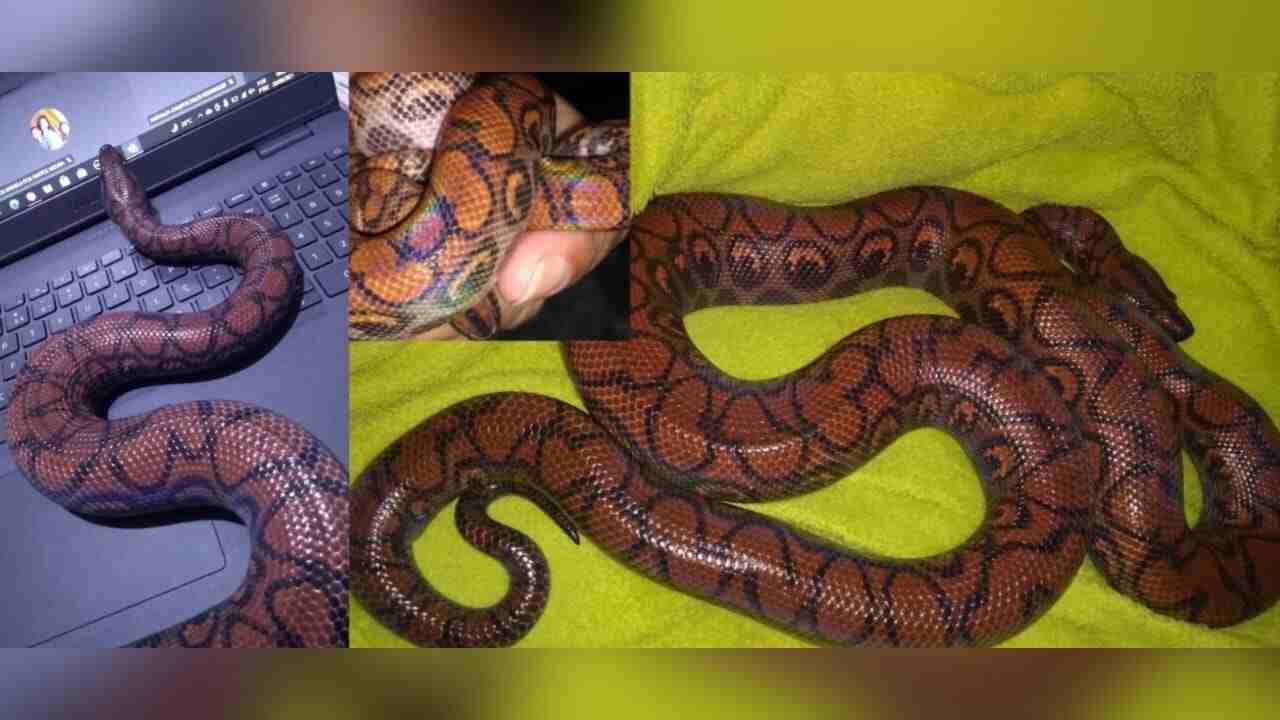 Cobra arco-íris 'mansa' chama a atenção em zoo nos EUA