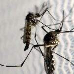 Mato Grosso do Sul se aproxima dos 1 mil casos suspeitos de dengue