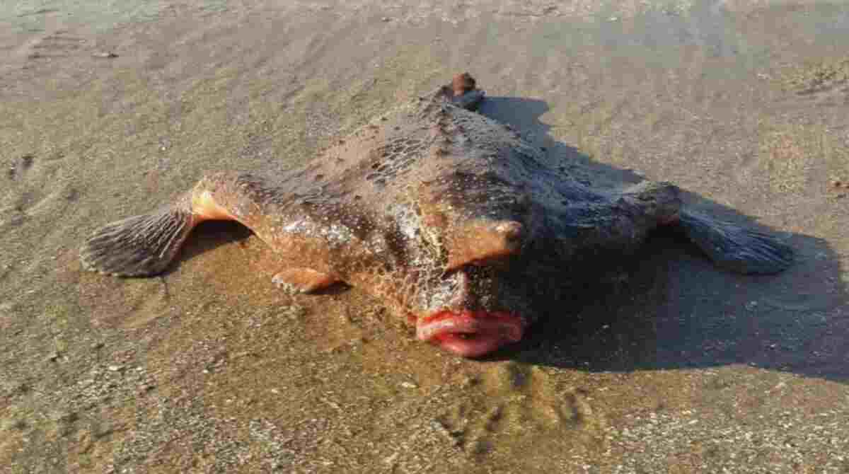 Peixe-morcego foi encontrado em Praia Grande