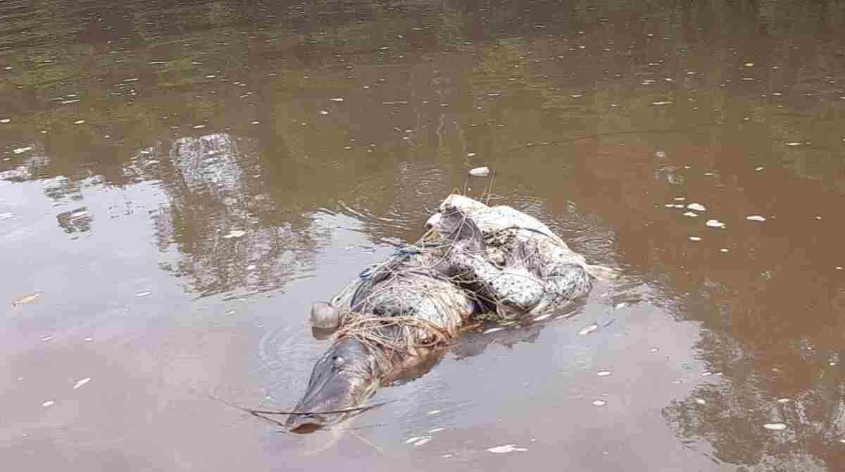 Peixes foram encontrados em estado de decomposição no rio Miranda