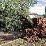 Após temporal, 15 árvores caem e 6 bairros de Campo Grande ainda estão sem energia