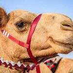 Concurso de beleza na Arábia Saudita desclassifica camelos por doping com botox