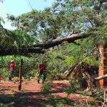 Família com 5 crianças fica desabrigada após árvore cair e destelhar casa em Campo Grande