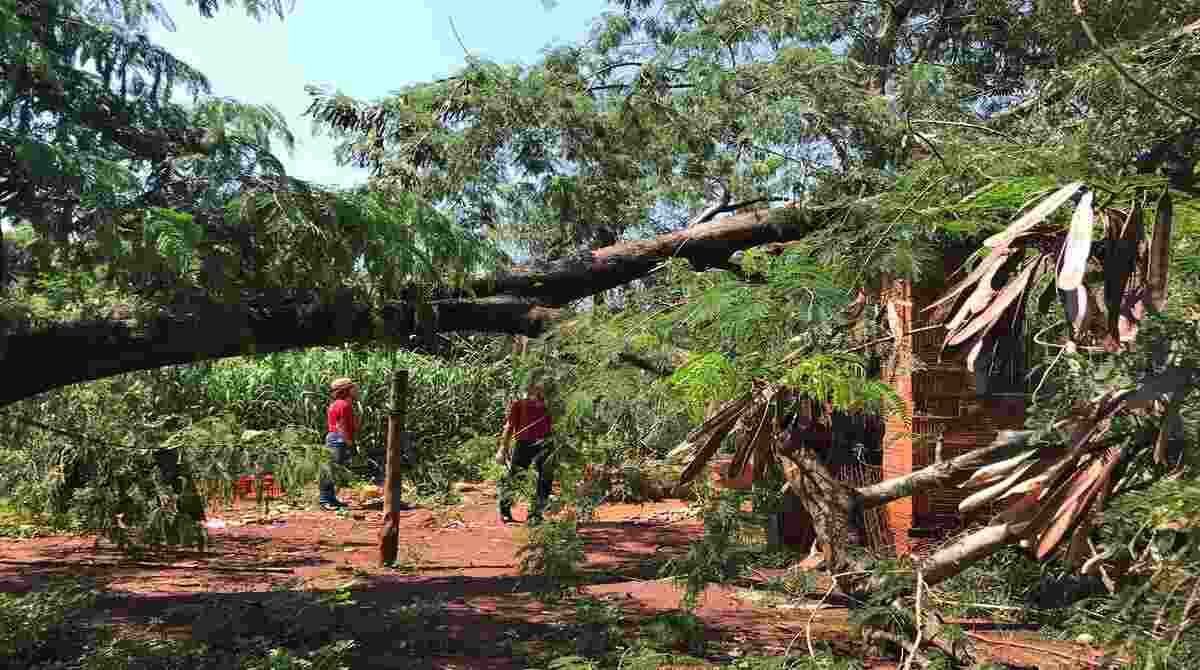 Família com 5 crianças fica desabrigada após árvore cair e destelhar casa em Campo Grande
