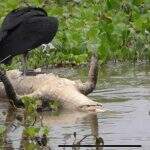 Vítima de predação histórica, jacaré do pantanal ainda resiste à caça ilegal: ‘Querem a cauda’