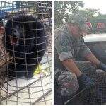 Macaco fica ferido após ser atacado por cachorro em cidade de MS