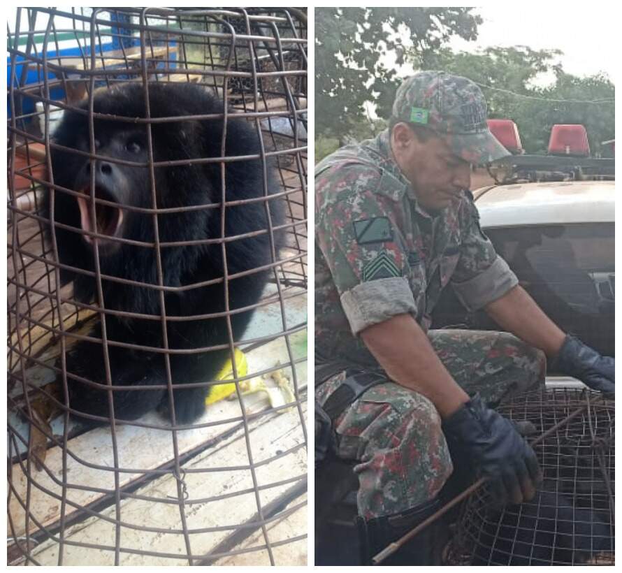 Macaco fica ferido após ser atacado por cachorro em cidade de MS