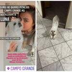 De Coxim, família vem passar fim de semana em Campo Grande e perde cachorrinha: ‘Estamos com o coração partido’