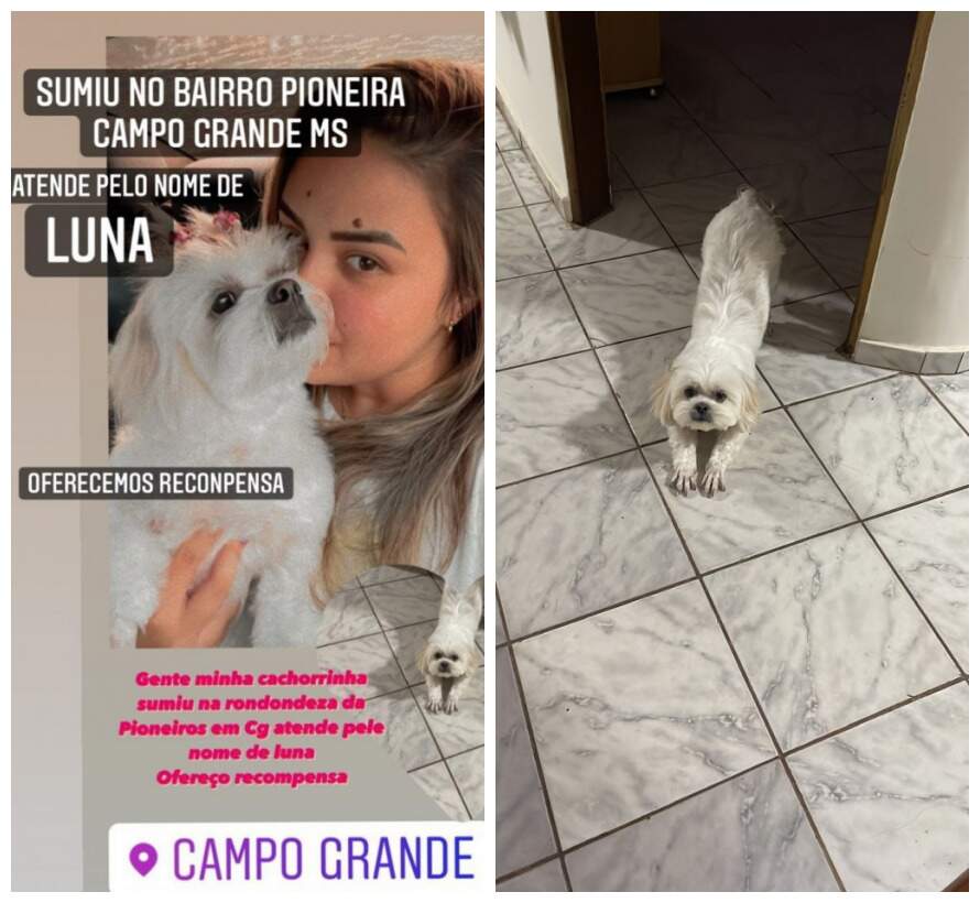 De Coxim, família vem passar fim de semana em Campo Grande e perde cachorrinha: 'Estamos com o coração partido'