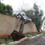 Árvore cai, atinge fios e danifica muro na Vila Piratininga