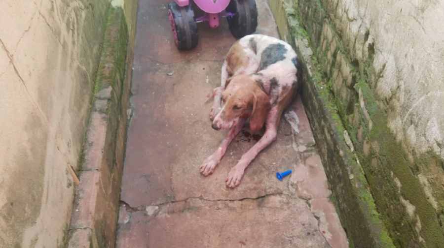 Cachorro ficou bastante ferido