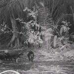 VÍDEO: Raríssimos, família de cachorro-vinagre é flagrado por câmeras de monitoramento no Pantanal