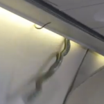 Vídeo: avião faz pouso forçado após uma cobra cair do bagageiro na Malásia