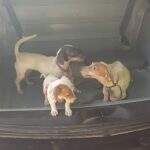 Polícia resgata três cachorros vítimas de maus-tratos em Corumbá
